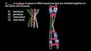 Definitions and examples of Phenotype Heteroplast Genotype Haplotype [upl. by Eldwun372]