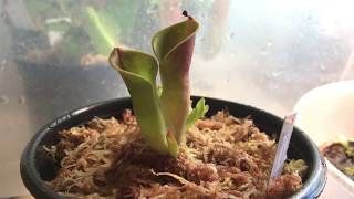 Heliamphora minor care [upl. by Gerda]