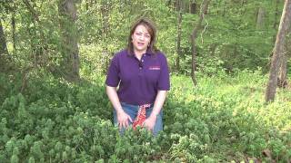 Purple Deadnettle amp Henbit Control in Lawns  Millie Davenport [upl. by Cosme]