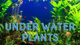 10 Exotic Underwater Plants  Underwater Plants List  Water Plants List  Exotic Plants List [upl. by Cioban]