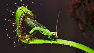 Top 20 Carnivorous Plants That Eat Animals [upl. by Kincaid592]