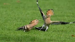 Mature Hoopoe Bird Feeding Their Young [upl. by Norword]