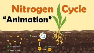 NITROGEN CYCLE  Biology Animation [upl. by Kylila86]