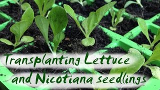 Transplanting Seedlings  Lettuce and Nicotiana [upl. by Lucho]