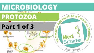 Protozoa  Microbiology  USMLE STEP 1  Part 1 of 3 [upl. by Hoon]