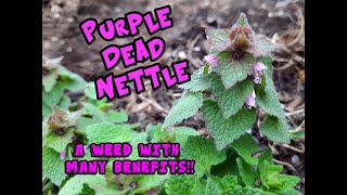 Purple Dead Nettle An Edible and Medical Weed [upl. by Calabresi]