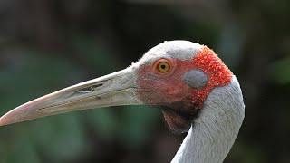 Brolga Dance and behaviour with Sarus Crane in Australia [upl. by Prima123]