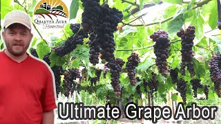 The Ultimate Grape Arbor  Tips on Building a Grape Arbor at Home [upl. by Rhyne]