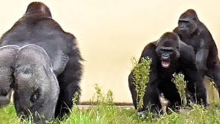 Ais angry screams at Shabani Gorilla Silverback [upl. by Ahtaela849]