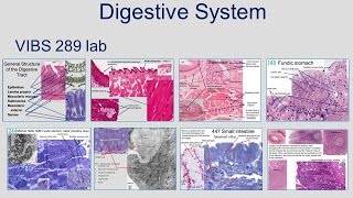 Medical School Histology Basics  Digestive System [upl. by Eetnwahs562]