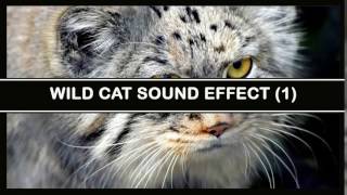 Wild Cat 1 Sound Effect [upl. by Nonnaehr]