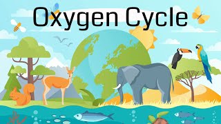 The Oxygen Cycle Explained [upl. by Mathe91]