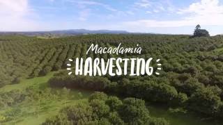 Macadamia harvesting [upl. by Dagny168]