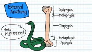 Long Bone Anatomy  Drawn amp Defined [upl. by Fitting]