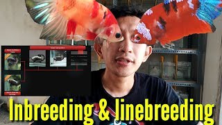 BETTA ABOUT LINEBREEDING AND INBREEDING [upl. by Oigroeg]