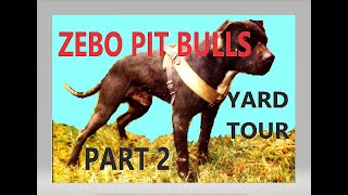 ZEBO PIT BULLS  Yard Tour part 2 1999  2000 [upl. by Ahsiei686]