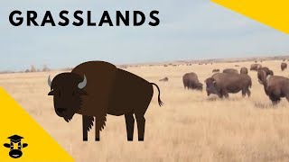 Grasslands  Biomes of the World [upl. by Nwahshar]