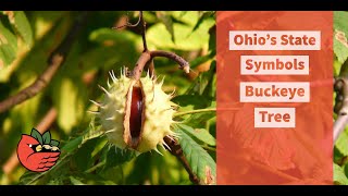 Ohio Buckeye [upl. by Ydoj610]