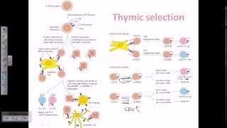 Thymic selection [upl. by Aleuname]