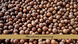 Watch the macadamia nut processing journey [upl. by Disario]