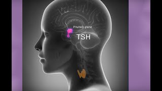 In the Know about Thyroid Surgery [upl. by Cordi]