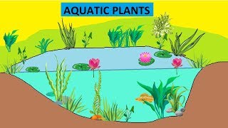 CBSE Class 4 Science Aquatic Plants [upl. by Ientirb891]