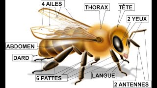 Anatomie de labeille Abeille [upl. by Eiramalegna475]