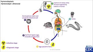 Hymenolepis diminuta life cycle [upl. by Aremmat]