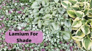 Lamium For Your Shade Garden [upl. by Irrot]