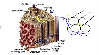 Microscopic Structure of Bone [upl. by Dieball560]