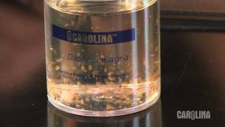 How to Care for Daphnia [upl. by Berliner]