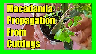 How To Grow Macadamia Nut Trees Propagate Macadamia From Cuttings [upl. by Kapeed522]