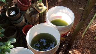 How to grow Green Water Algae [upl. by Ahsenet]