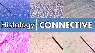 Histology  Connective Tissue [upl. by Arod389]