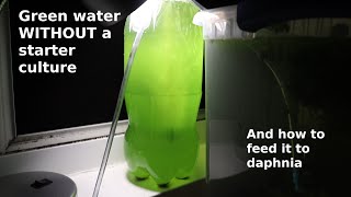 Green Water WITHOUT a Starter Culture  From Scratch  How To [upl. by Bernhard]