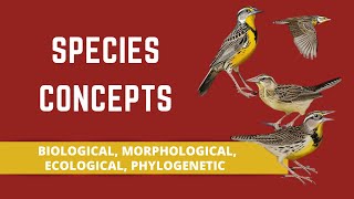 SPECIES CONCEPTS BIOLOGICAL MORPHOLOGICAL ECOLOGICAL PHYLOGENETIC [upl. by Niwrek]