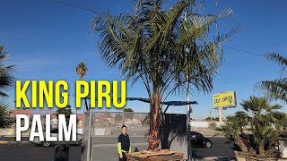 King Piru Palm [upl. by Hitchcock]