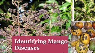 Identifying Major Diseases Of Mangoes [upl. by Louanna]