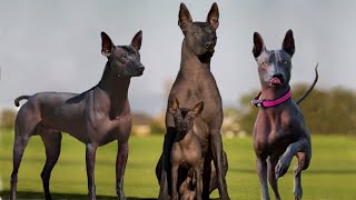 These Are 10 Rare Hairless Dog Breeds [upl. by Ayotyal]