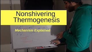 Nonshivering Thermogenesis Explained [upl. by Welford]