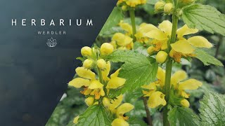 Lamium galeobdolon  Yellow archangel [upl. by Zaslow]