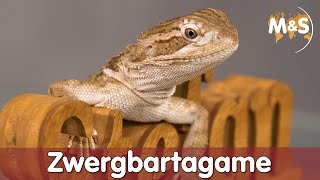 B wie Bartagame  Zwergbartagame  Pogona henrylawsoni  Reptilien ABC [upl. by Ydaf]