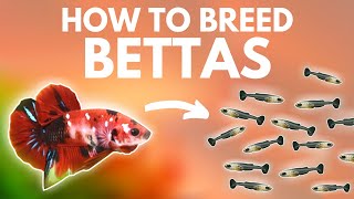 How to Breed Bettas Getting the Eggs Part 1 [upl. by Viole242]