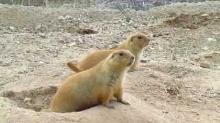 Prairie Dog Calling [upl. by Behm]