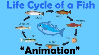 FISH LIFE CYCLE  Animation [upl. by Inig]