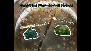 How To Culture Daphnia and Moinas using Green Water Spirulina powder [upl. by Gabriell]