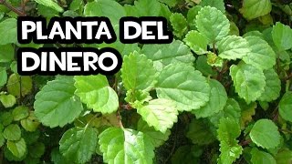 Como Reproducir la Planta del Dinero  Muy Facil [upl. by Morvin84]