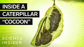 What’s Inside A Caterpillar Cocoon [upl. by Anesusa]