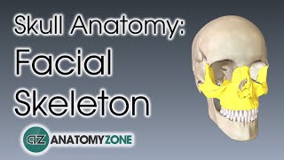 Facial Skeleton  Skull Anatomy [upl. by Jew]