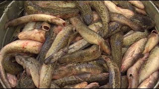 How to Fish for Burbot at Flaming Gorge [upl. by Rehotsirhc]